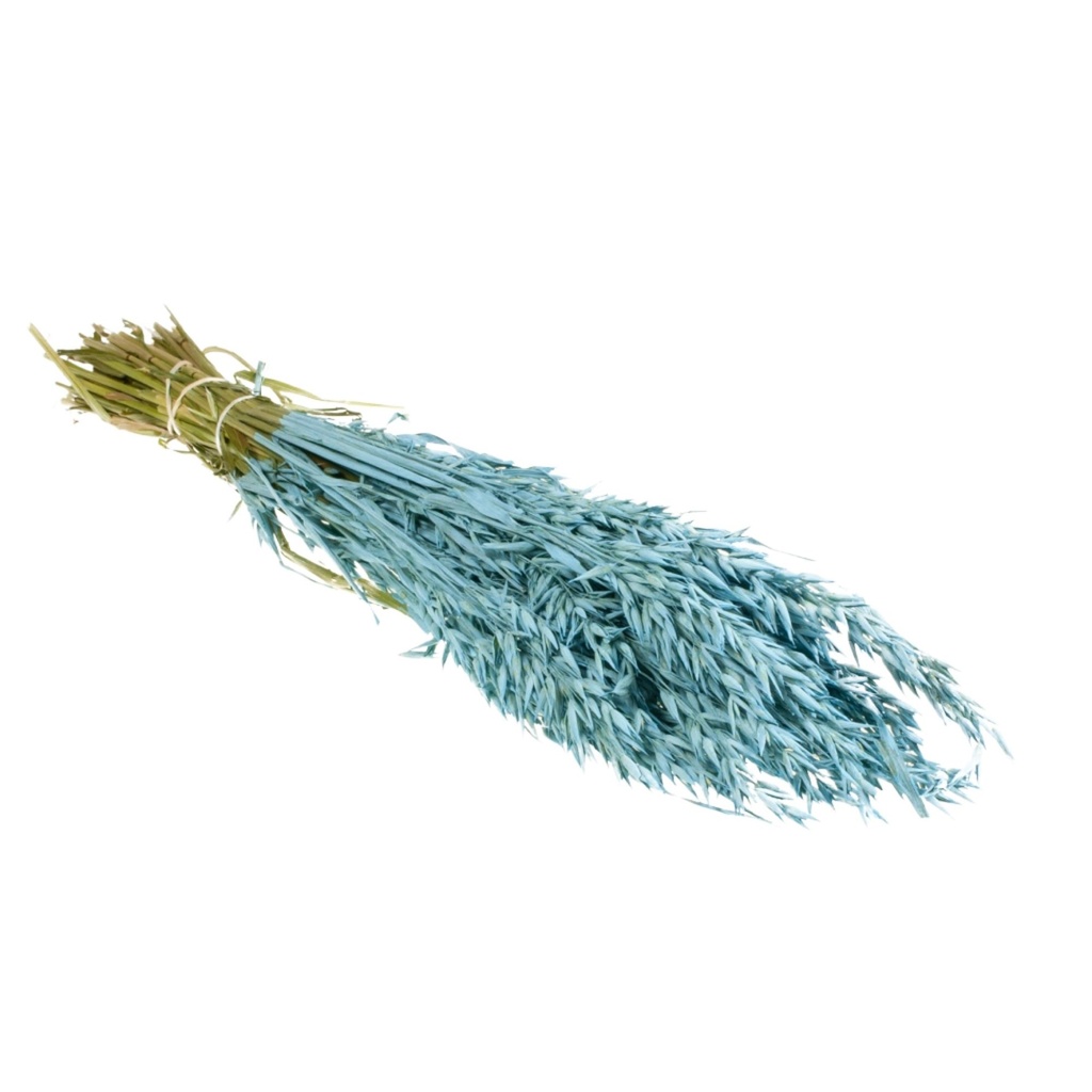 Dried Flowers - Haver (avena) Blue Misty