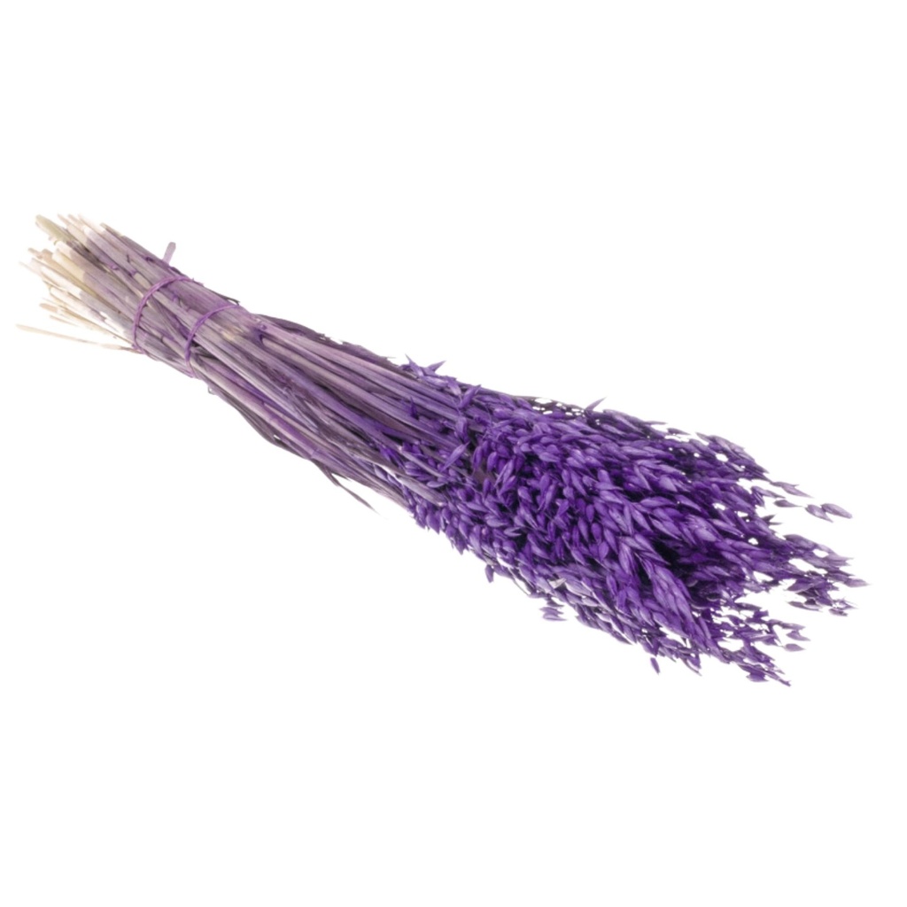 Dried Flowers - Haver (avena) Purple