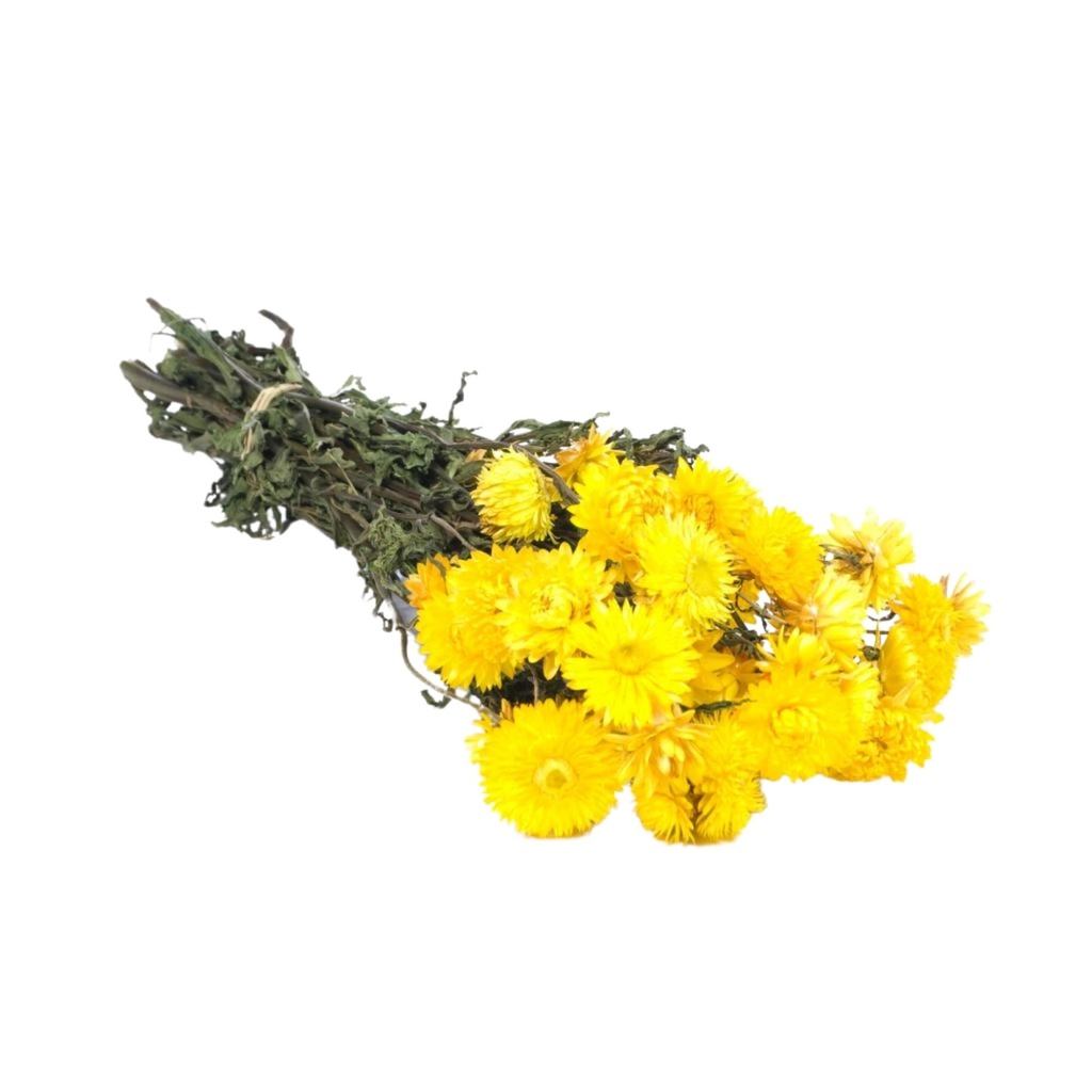 Dried Flowers - Helichrysum Yellow