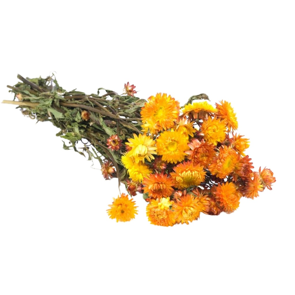 Dried Flowers - Helichrysum Orange