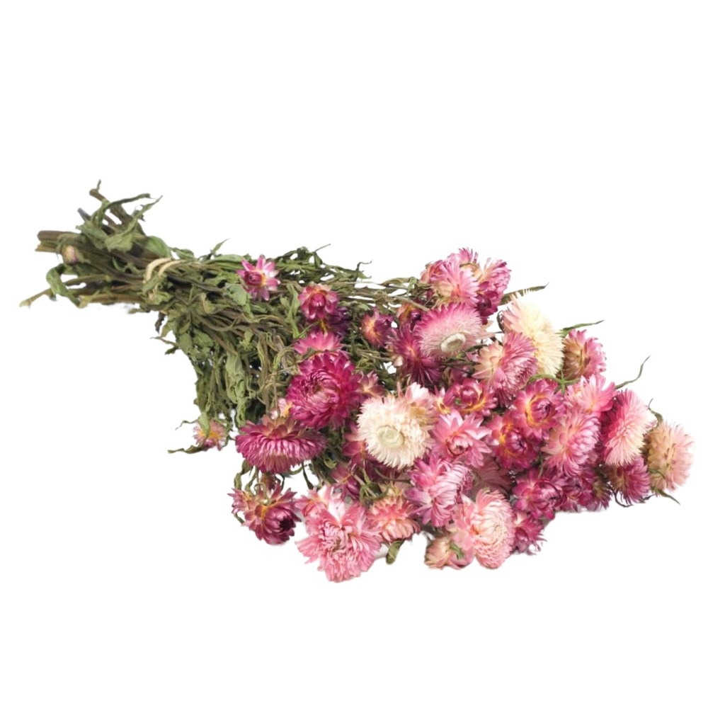 Dried Flowers - Helichrysum Pink