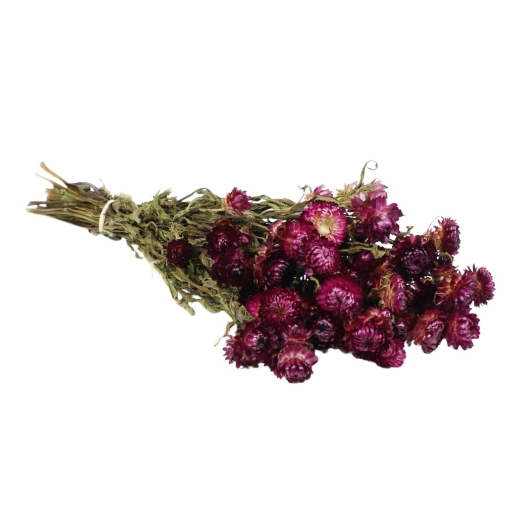 Dried Flowers - Helichrysum Dark Pink