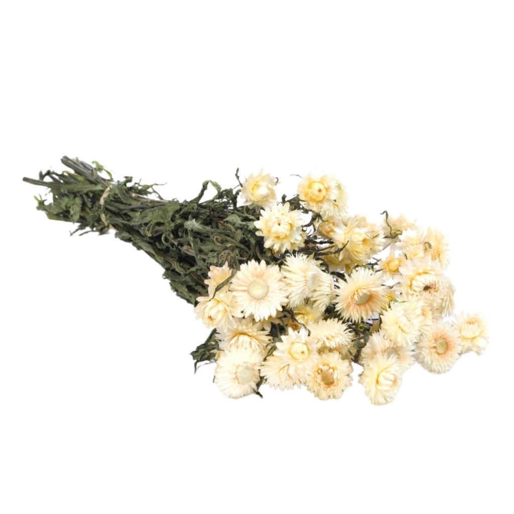 Dried Flowers - Helichrysum White