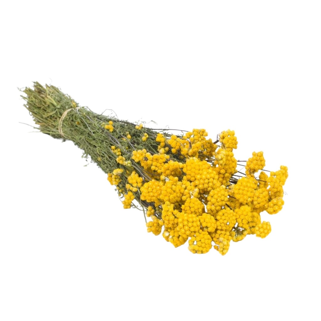 Dried Flowers - Lona Natural Yellow