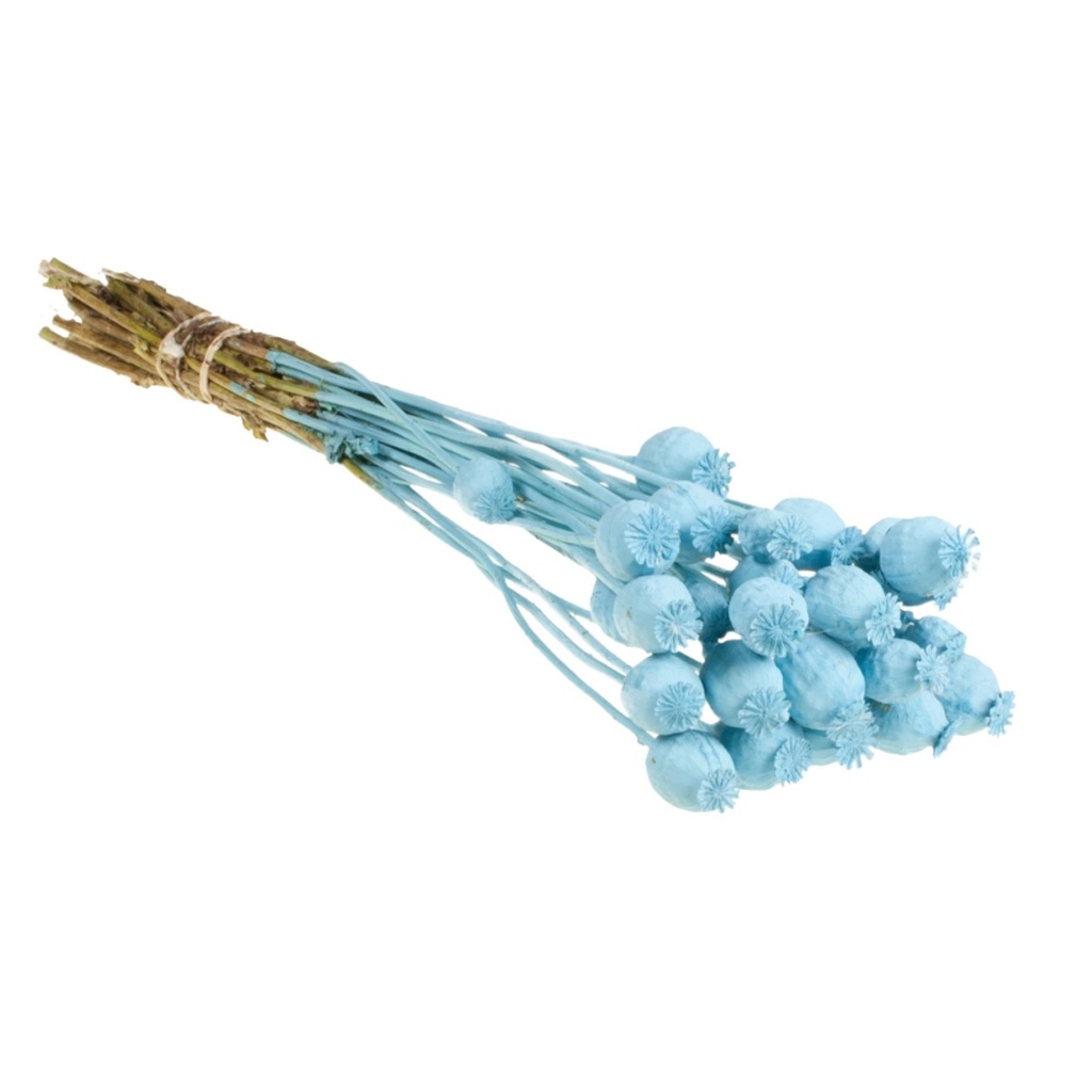 Dried Flowers - Papaver Blue Misty