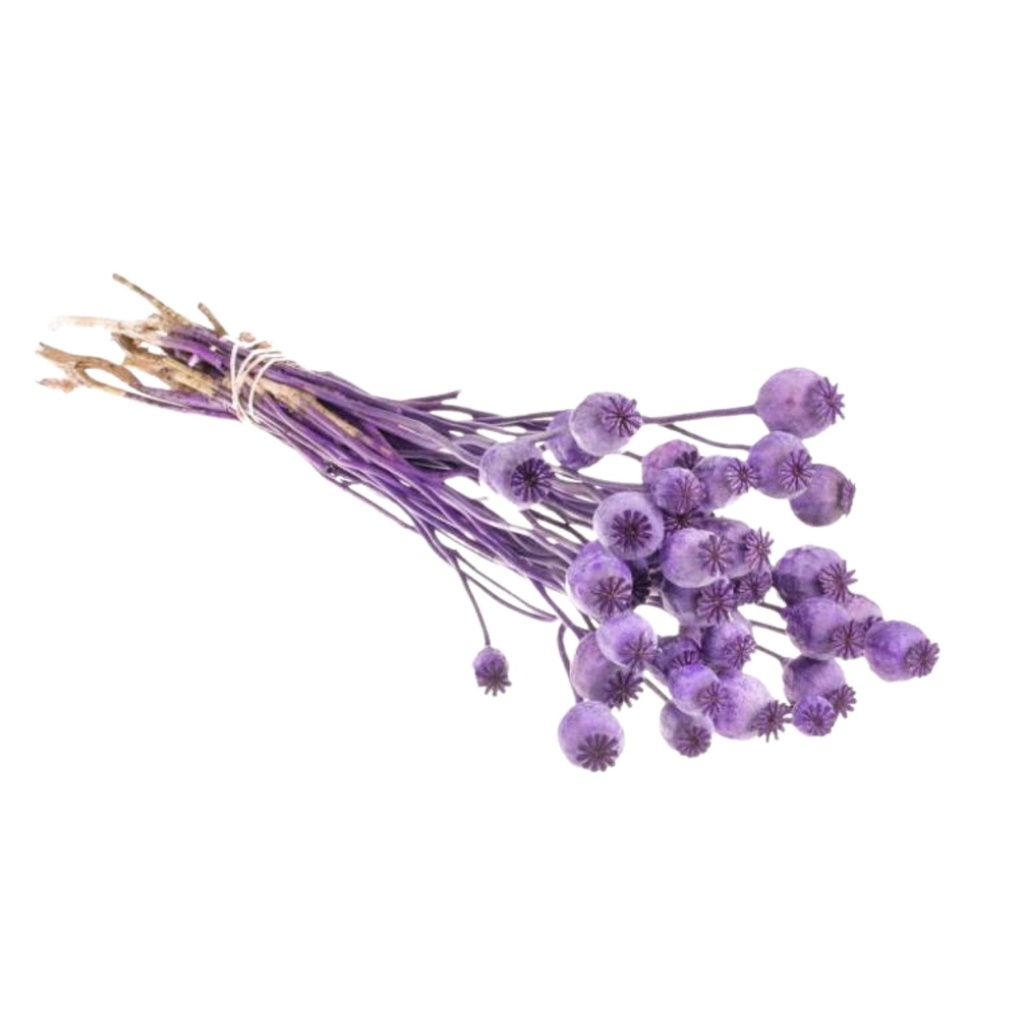 Dried Flowers - Papaver Purple