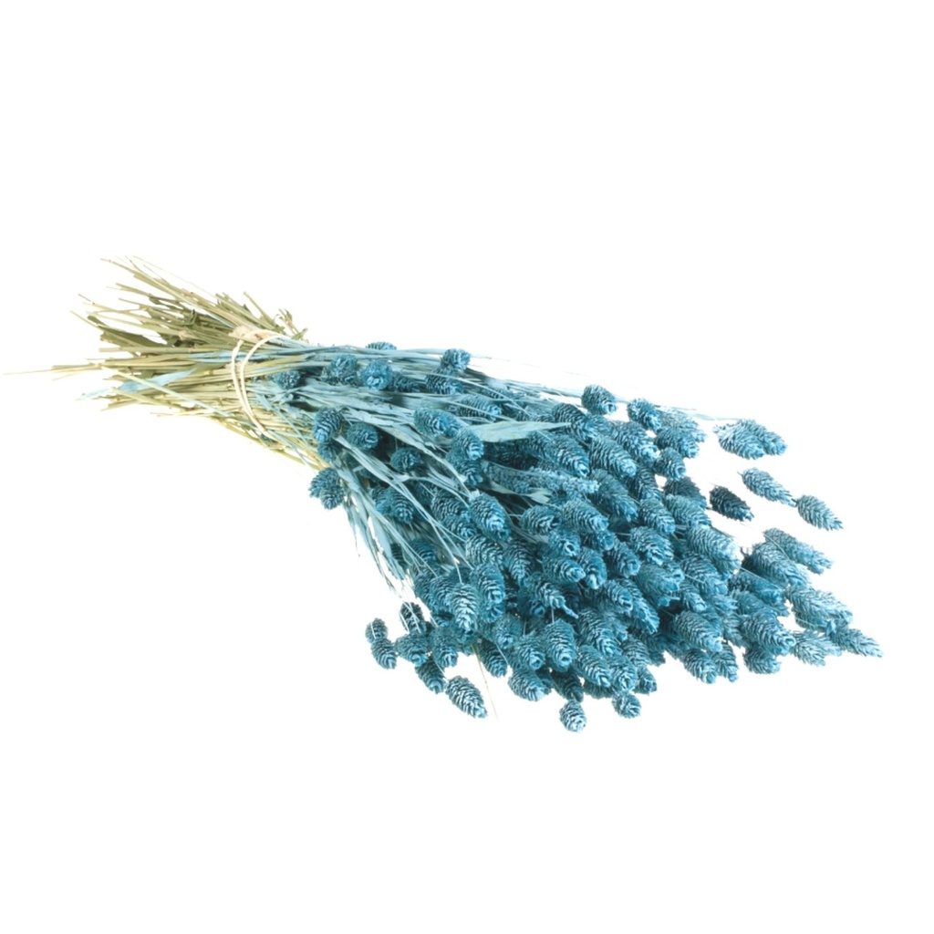 Dried Flowers - Phalaris Blue Misty