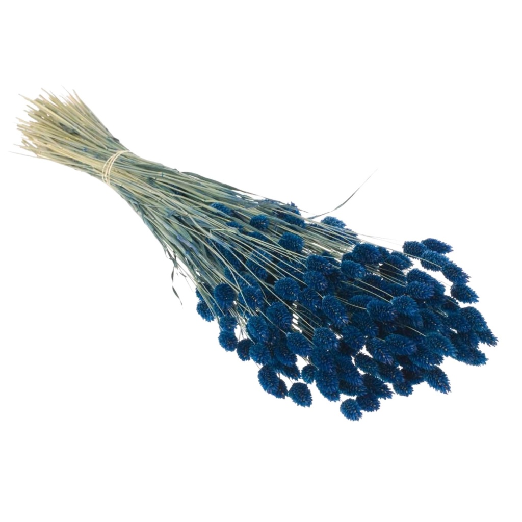 Dried Flowers - Phalaris Dark Blue