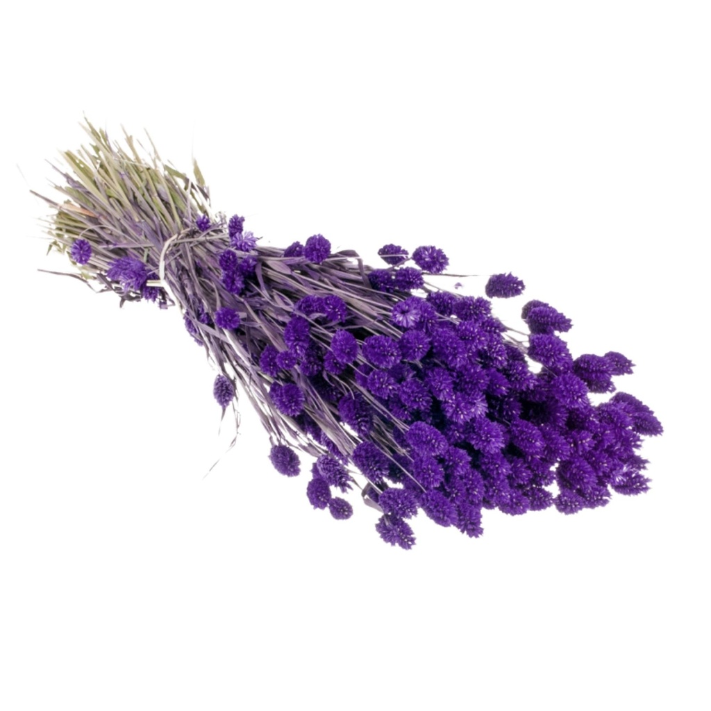 Dried Flowers - Phalaris Purple