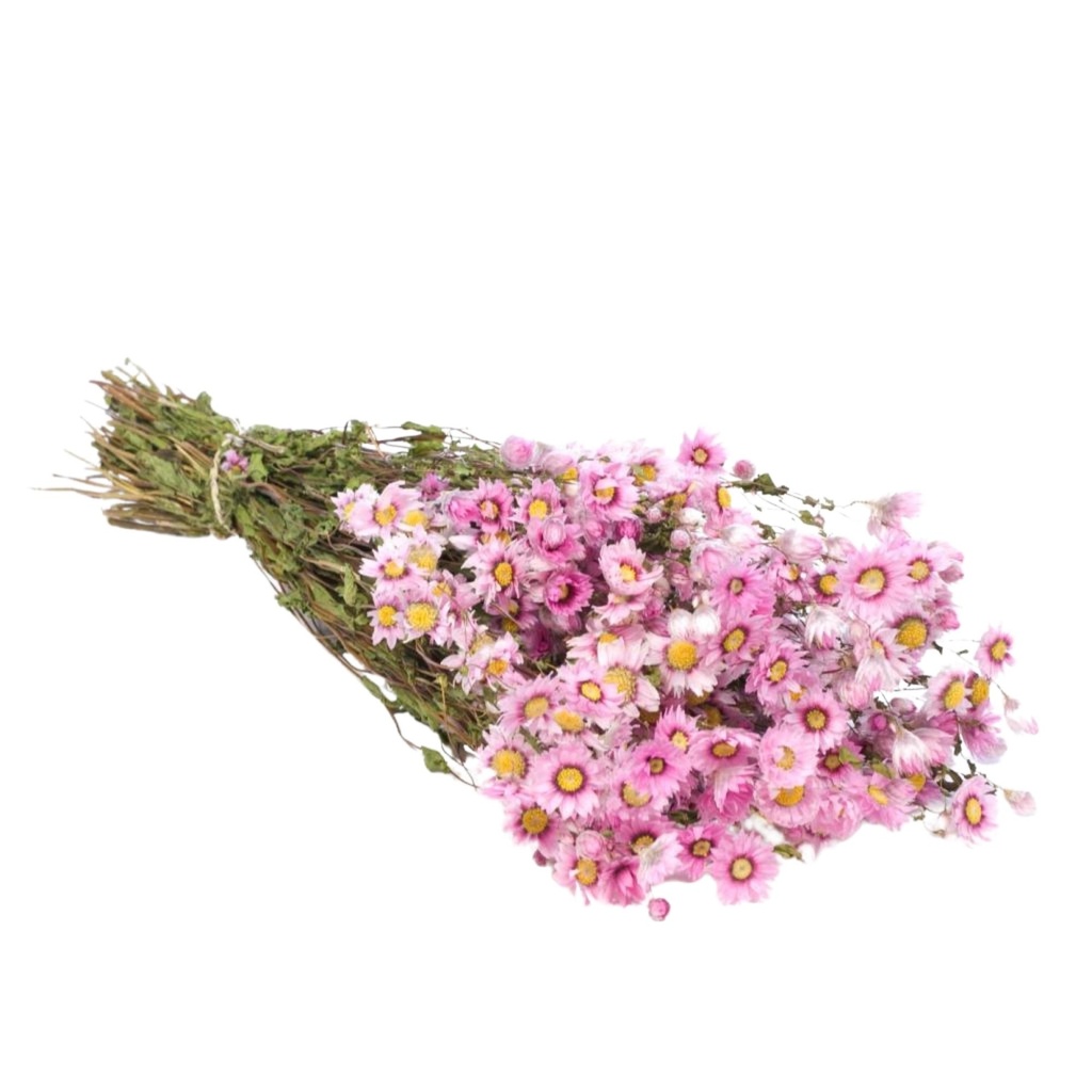 Dried Flowers - Rodanthe Pink
