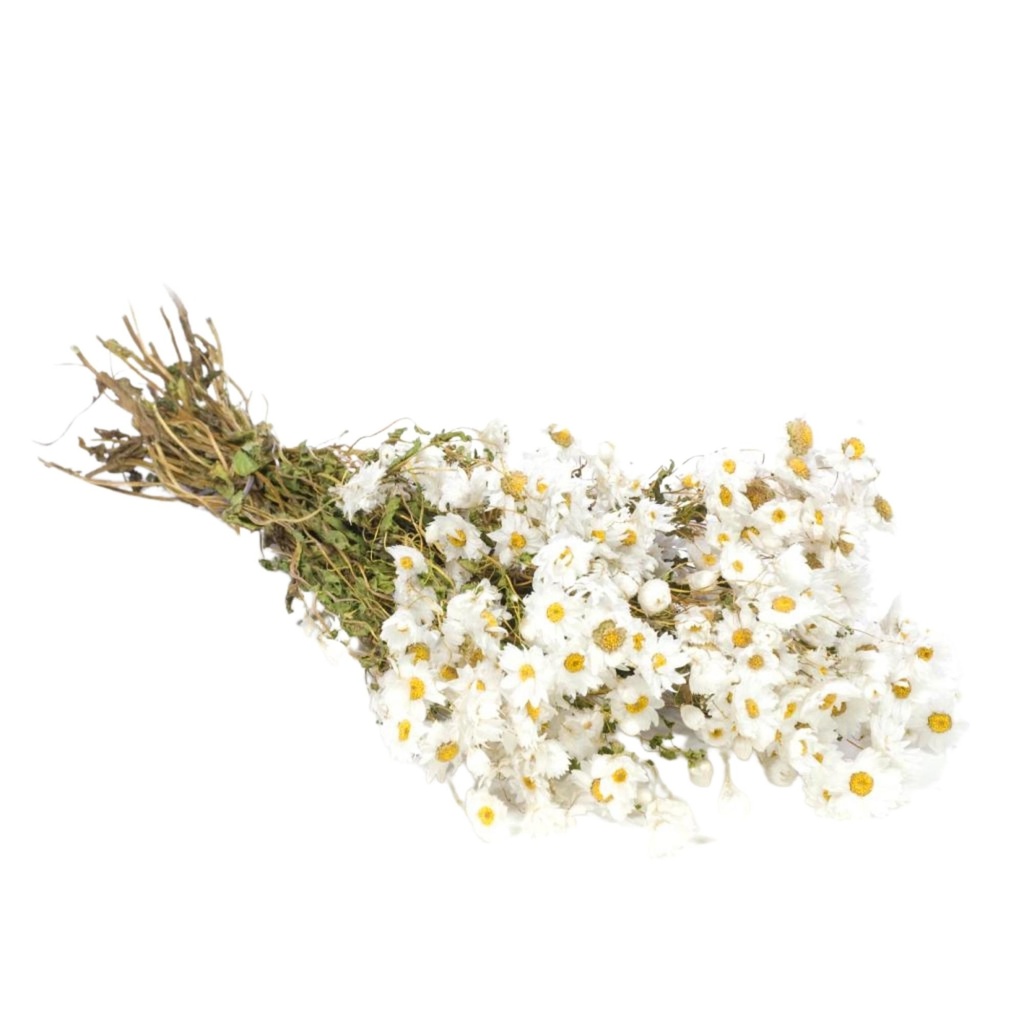 Dried Flowers - Rodanthe White