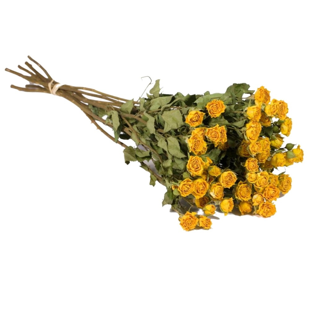 Dried Flowers - Spray Roses Natural Yellow