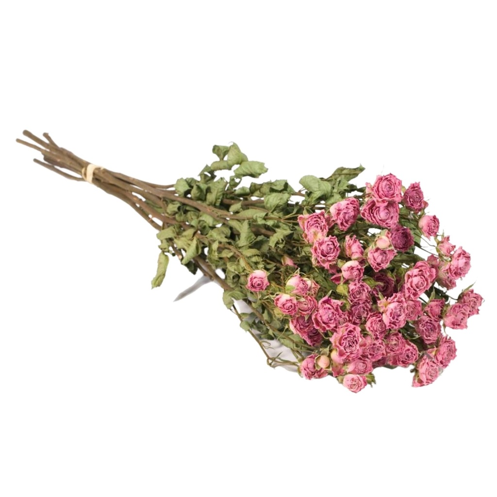 Dried Flowers - Spray Roses Natural Pink
