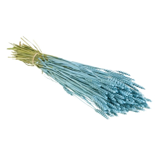 Dried Flowers - Tarwe (triticum) Blue Misty