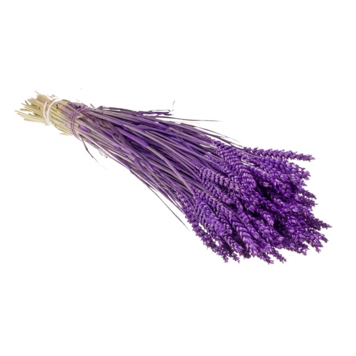 Dried Flowers - Tarwe (triticum) Purple
