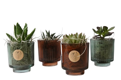 Succulents 6 cm mix in Luxury glass green & brown