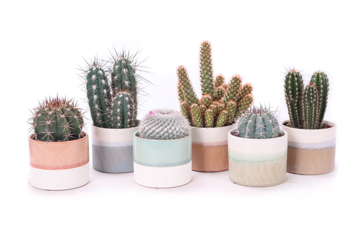 Cactus 10,5 cm mix in Manouk pot 6 colour mix