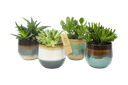 Aloe 12 cm mix in Seventies pot XL 4 designs