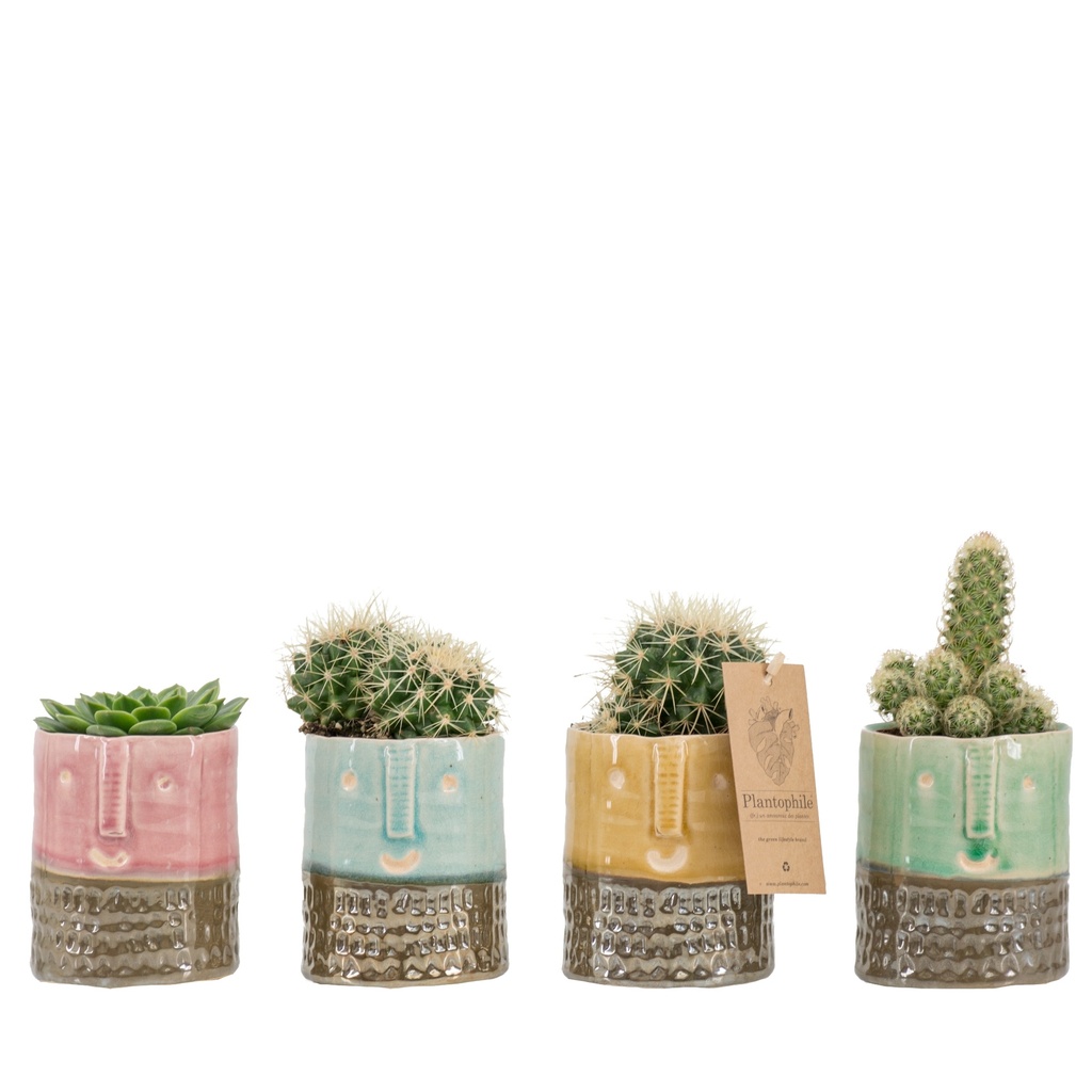 Cactus 8.5 cm mix in Yannique pot medium 4 colours