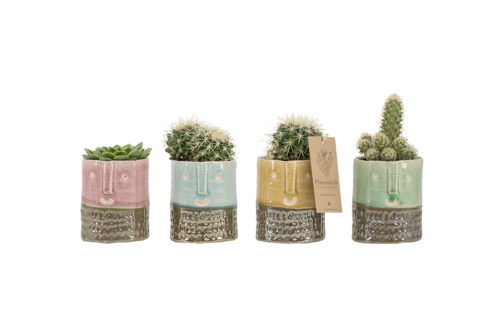 Cactus 8.5 cm mix in Yannique pot medium 4 colours