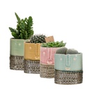 Cactus 12 cm in Yannique pot large 4 colours