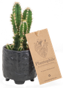 Cactus 5,5 cm mix in Facepot black
