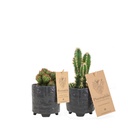 Cactus 5,5 cm mix in Facepot black