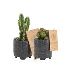 Cactus 8,5 cm mix in Facepot black