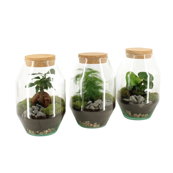 Terrarium Diamond