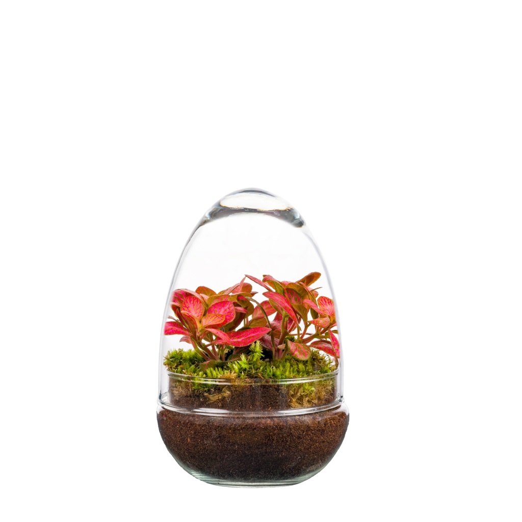 Terrarium Monaco