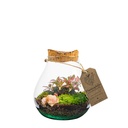 Terrarium Toulouse