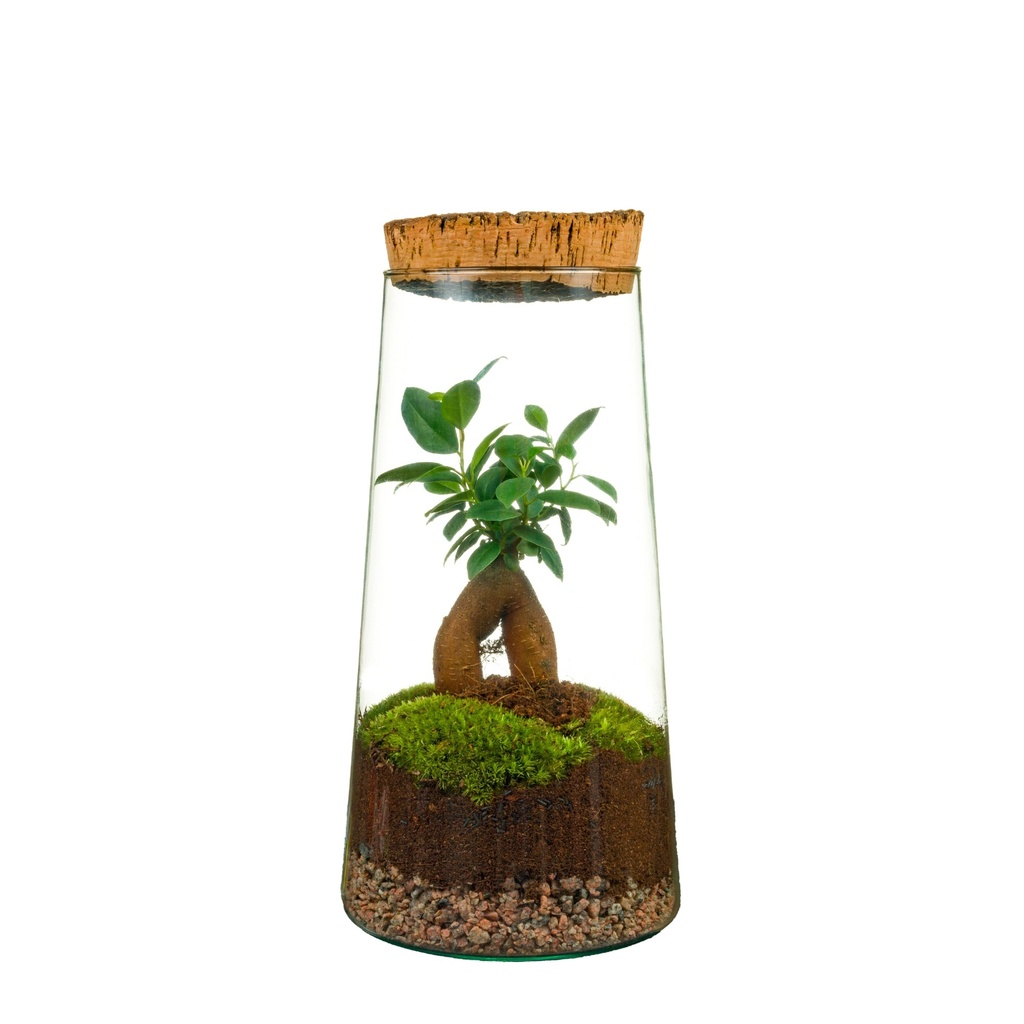 Terrarium Montelimar