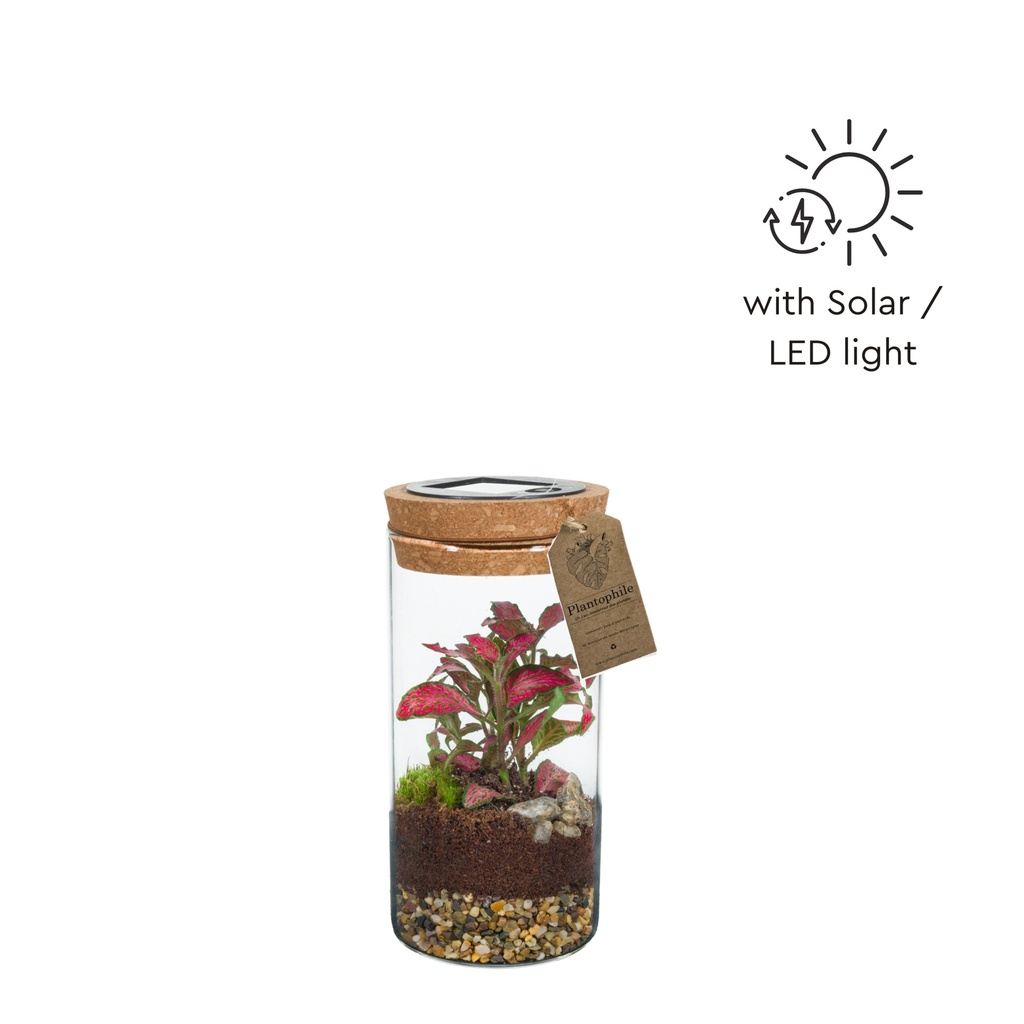 Terrarium Solar small