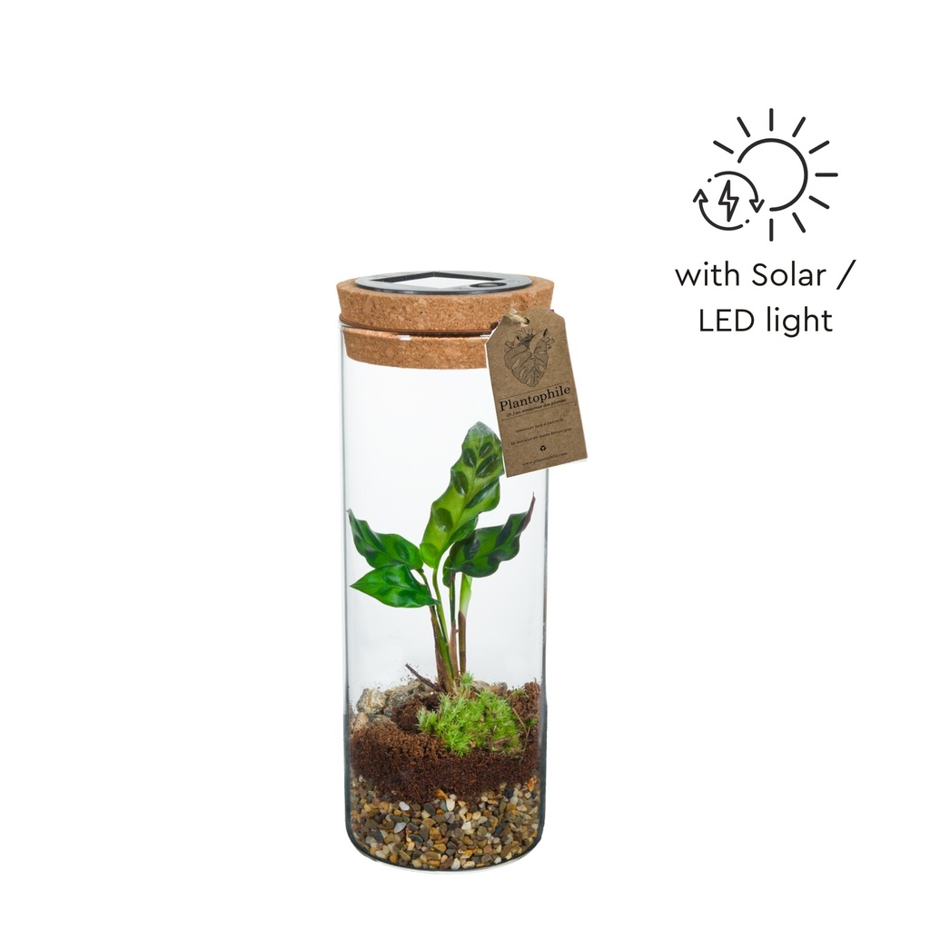 Terrarium Solar medium