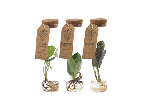 Waterplants mix in glass tubes with cork
