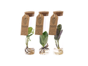 Waterplants mix in glass tubes with cork