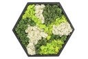 Moss Art in wooden frame - hexagon large