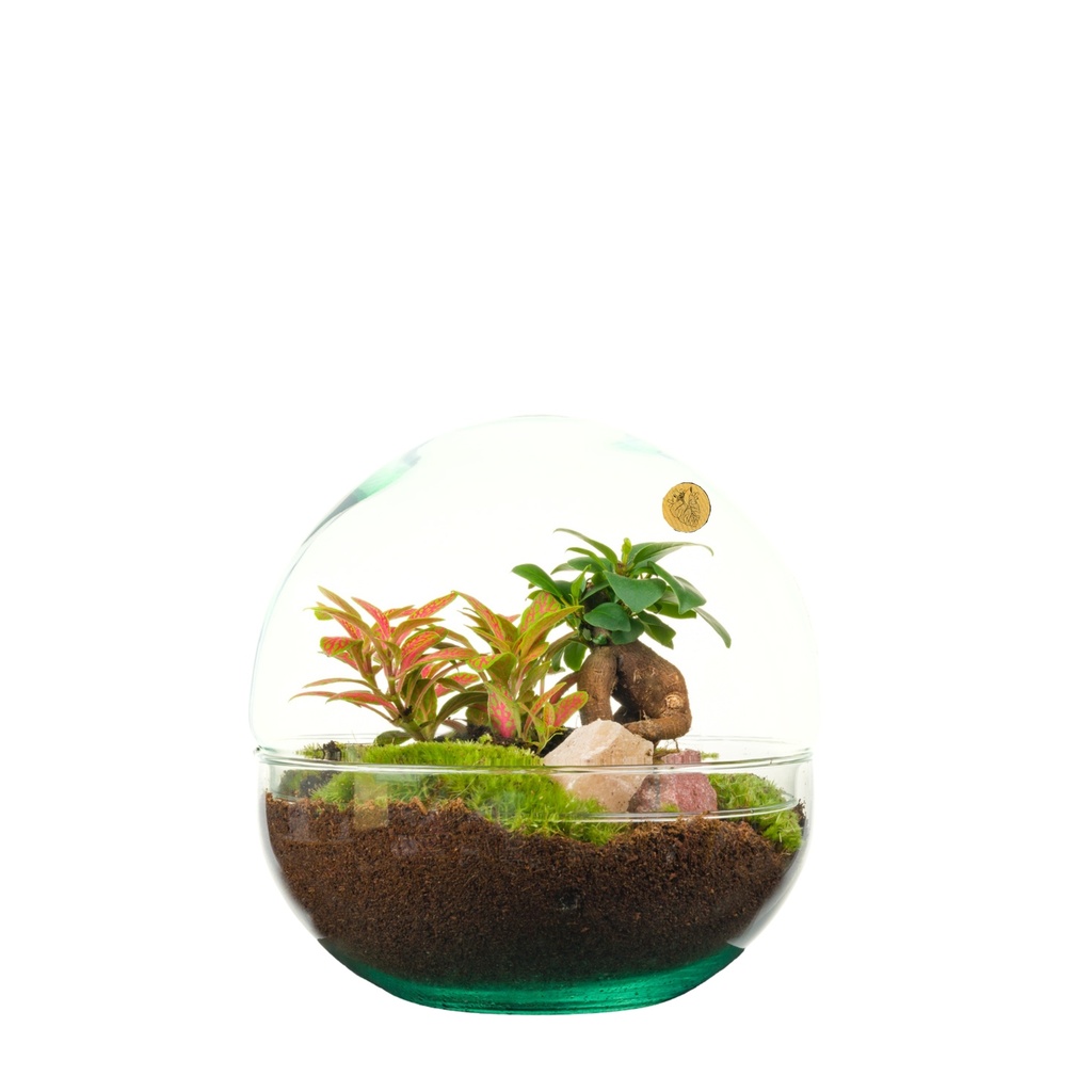 Terrarium Lille