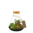 Terrarium Erlenmeyer medium