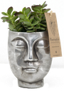 Succulents 6 cm in Face2Face pot silver