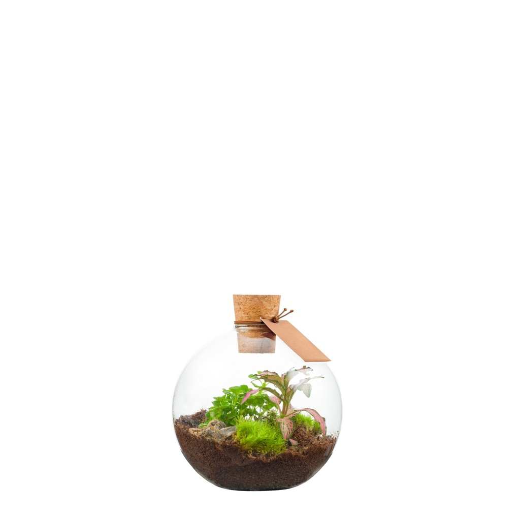 Terrarium Fréjus