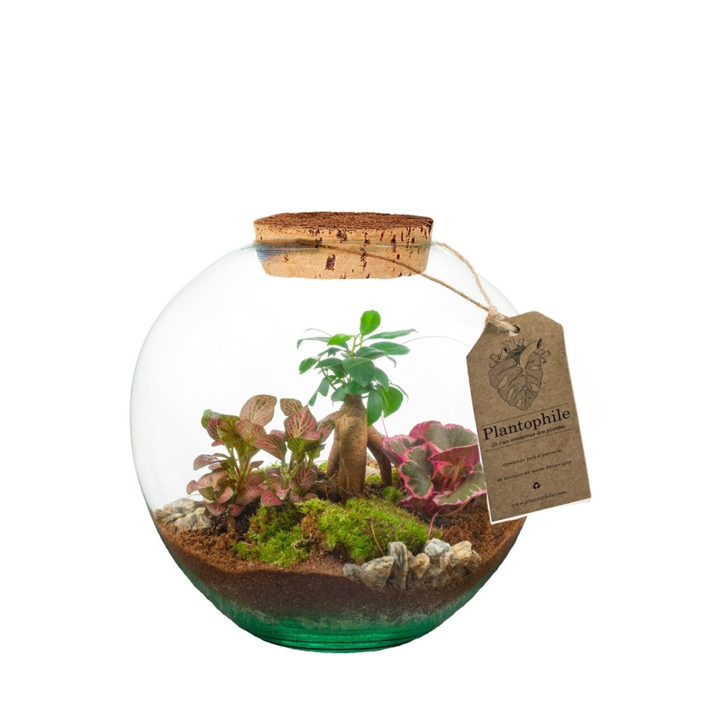 Terrarium Cannes