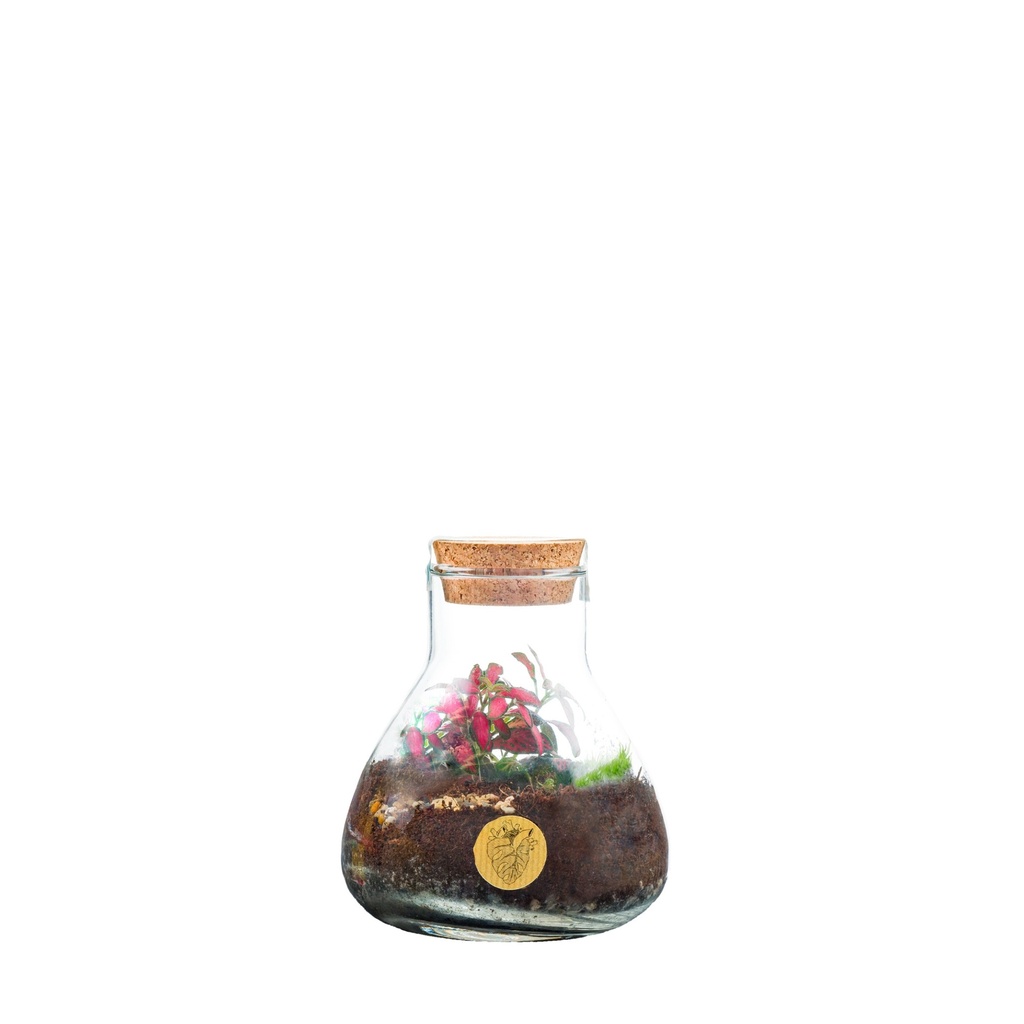 Terrarium Erlenmeyer small