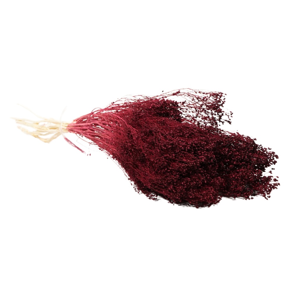 Dried Flowers - Broom Bloom Burgundy