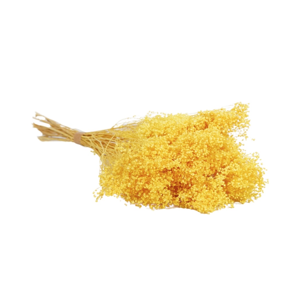 Dried Flowers - Broom Bloom Light Yellow