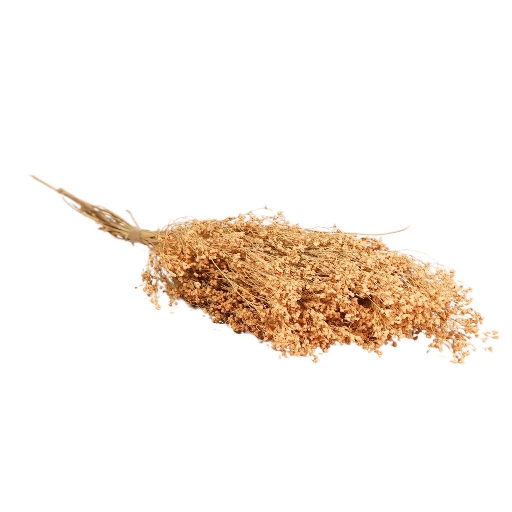 Dried Flowers - Broom Bloom Peach