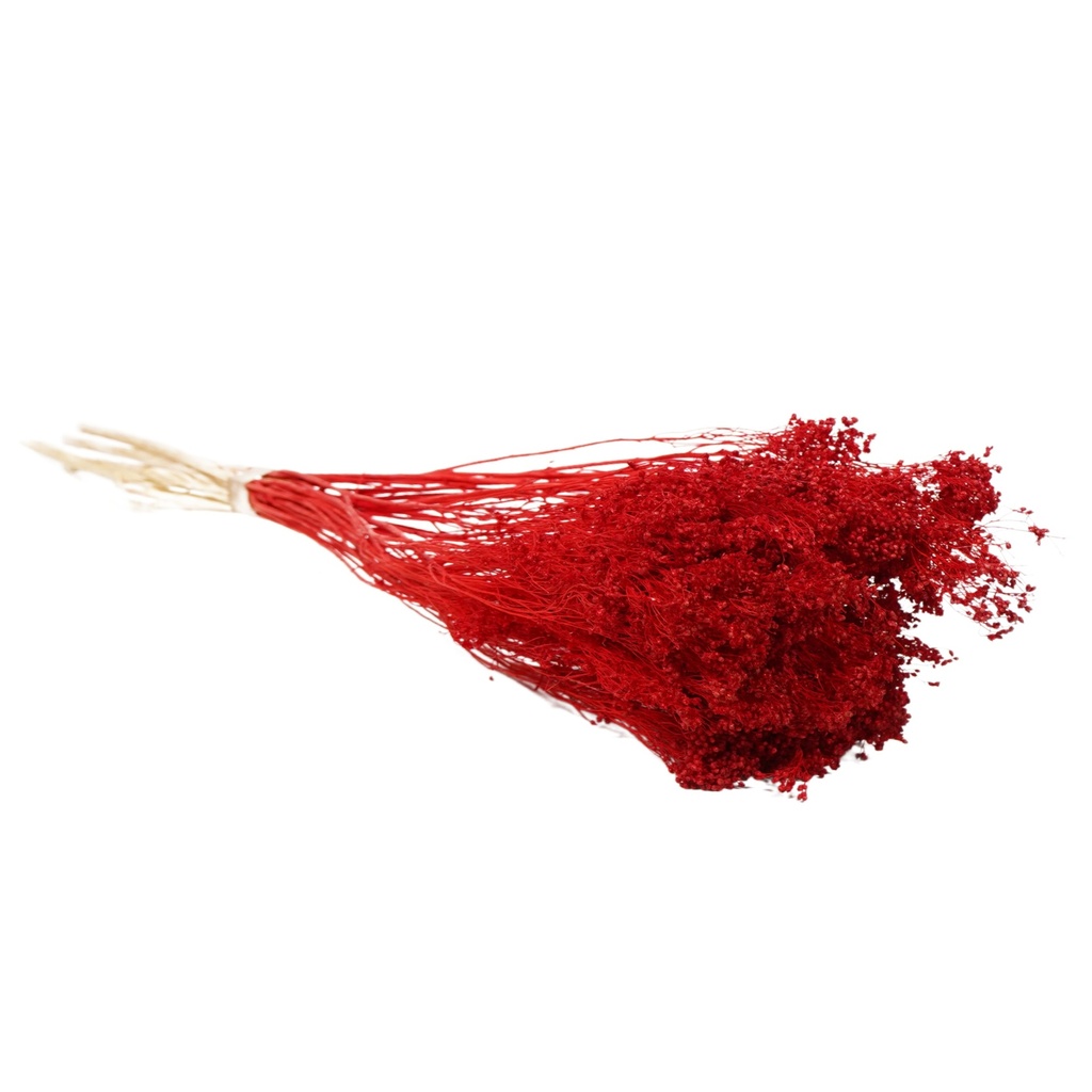 Dried Flowers - Broom Bloom Red
