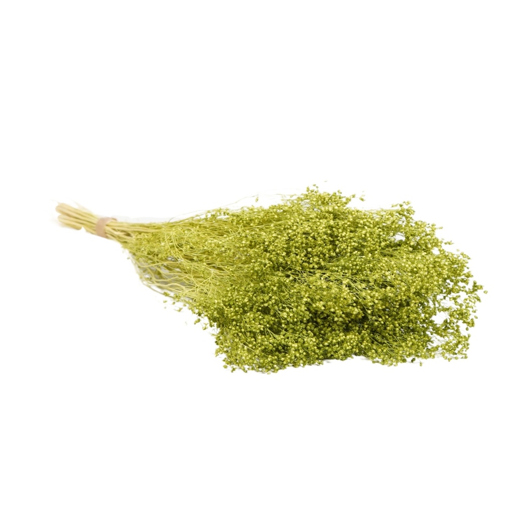 Dried Flowers - Broom Bloom Soft Lime