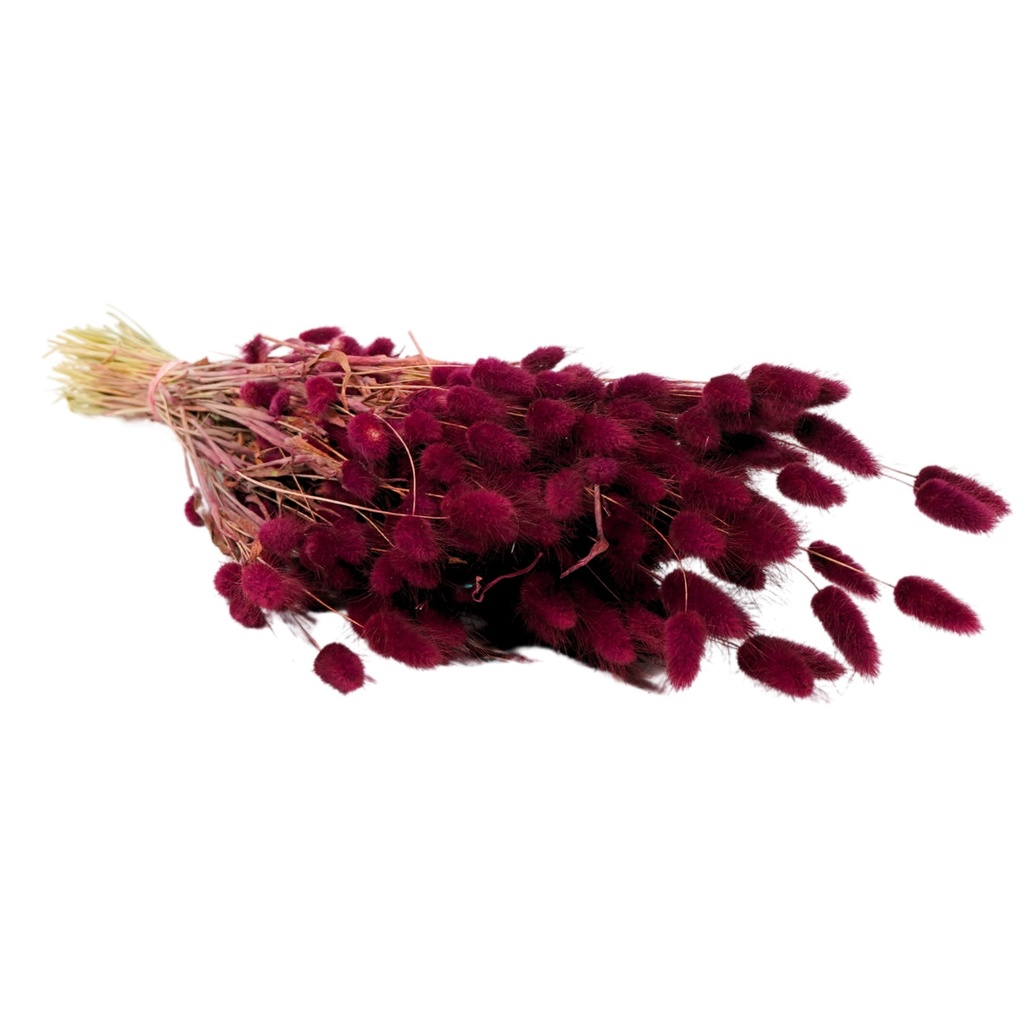 Dried Flowers - Lagurus Burgundy