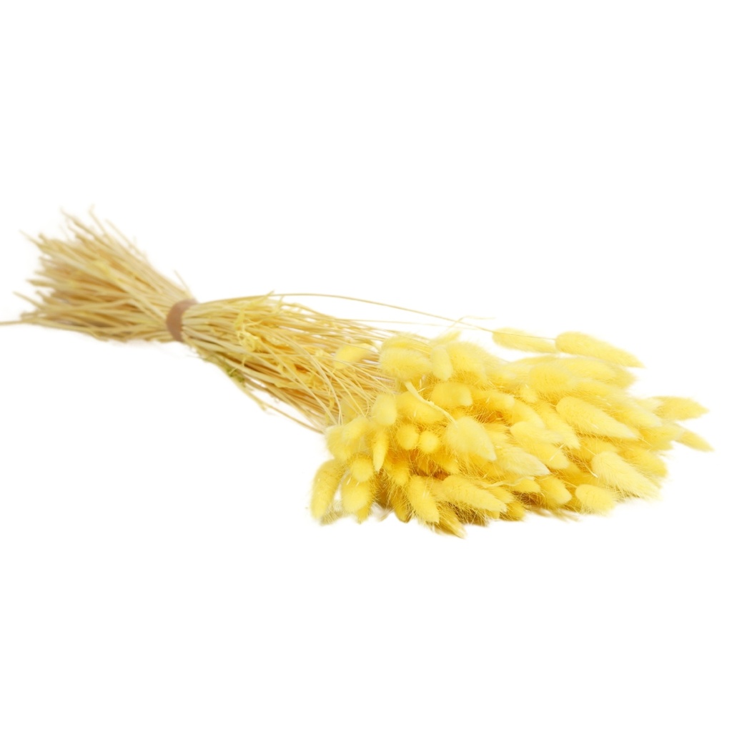 Dried Flowers - Lagurus Light Yellow